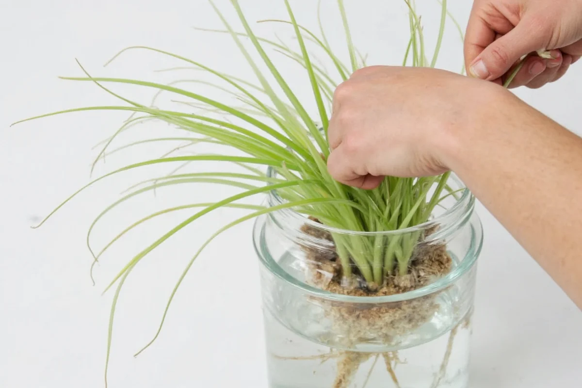 how to propagate a spider plant in water