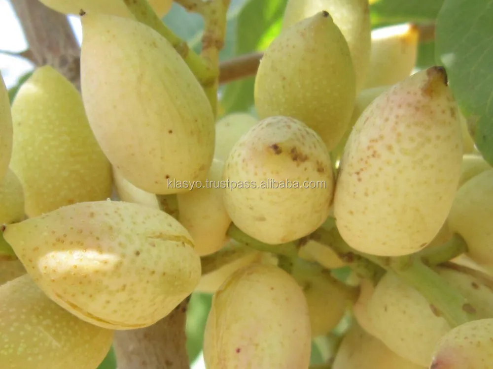 
Raw pistachio nuts, Iranian 