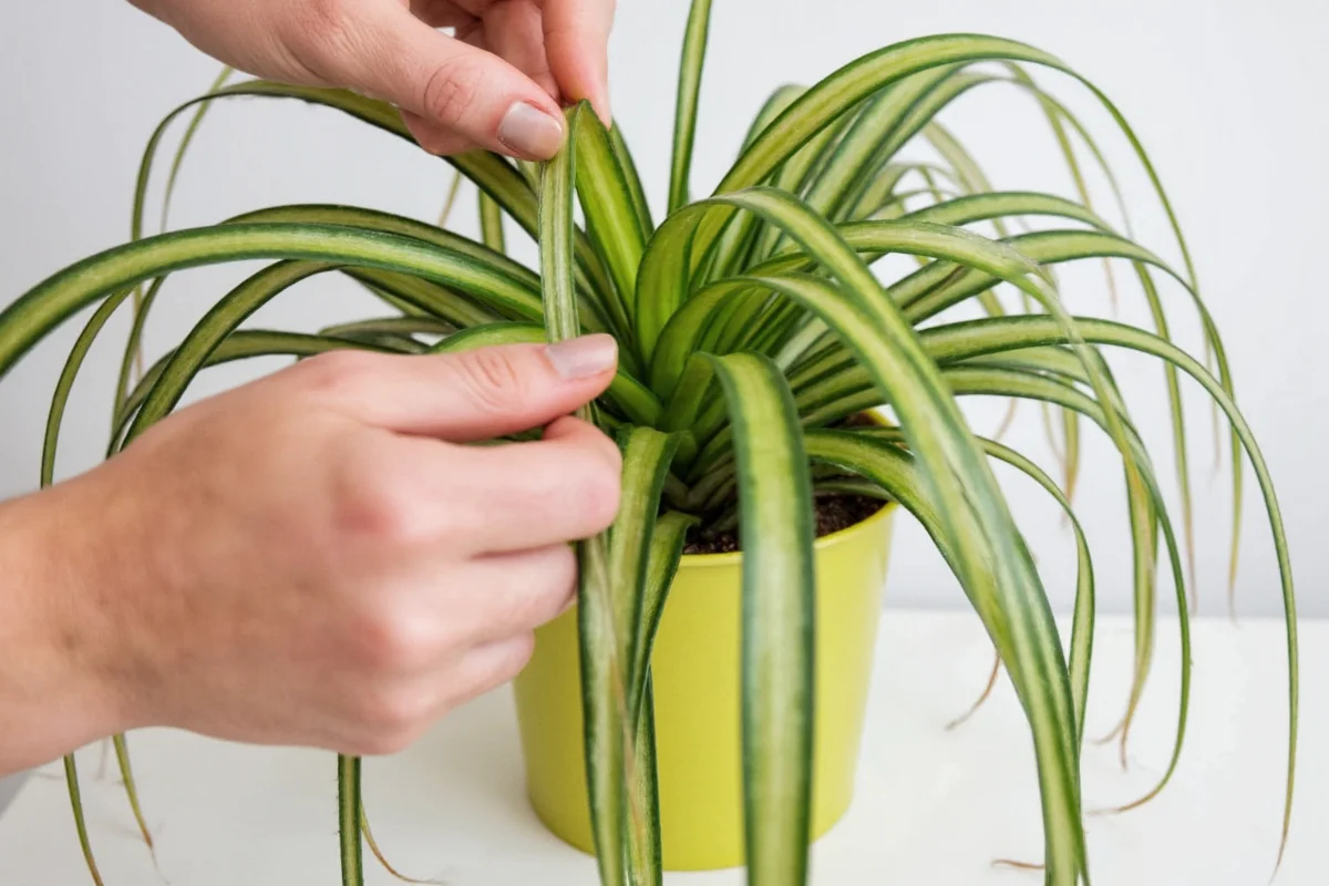 how to trim a spider plant