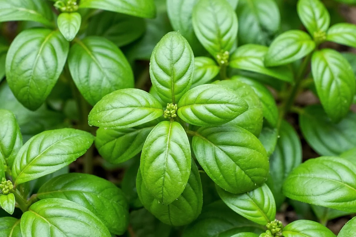 how do you cut basil from a plant