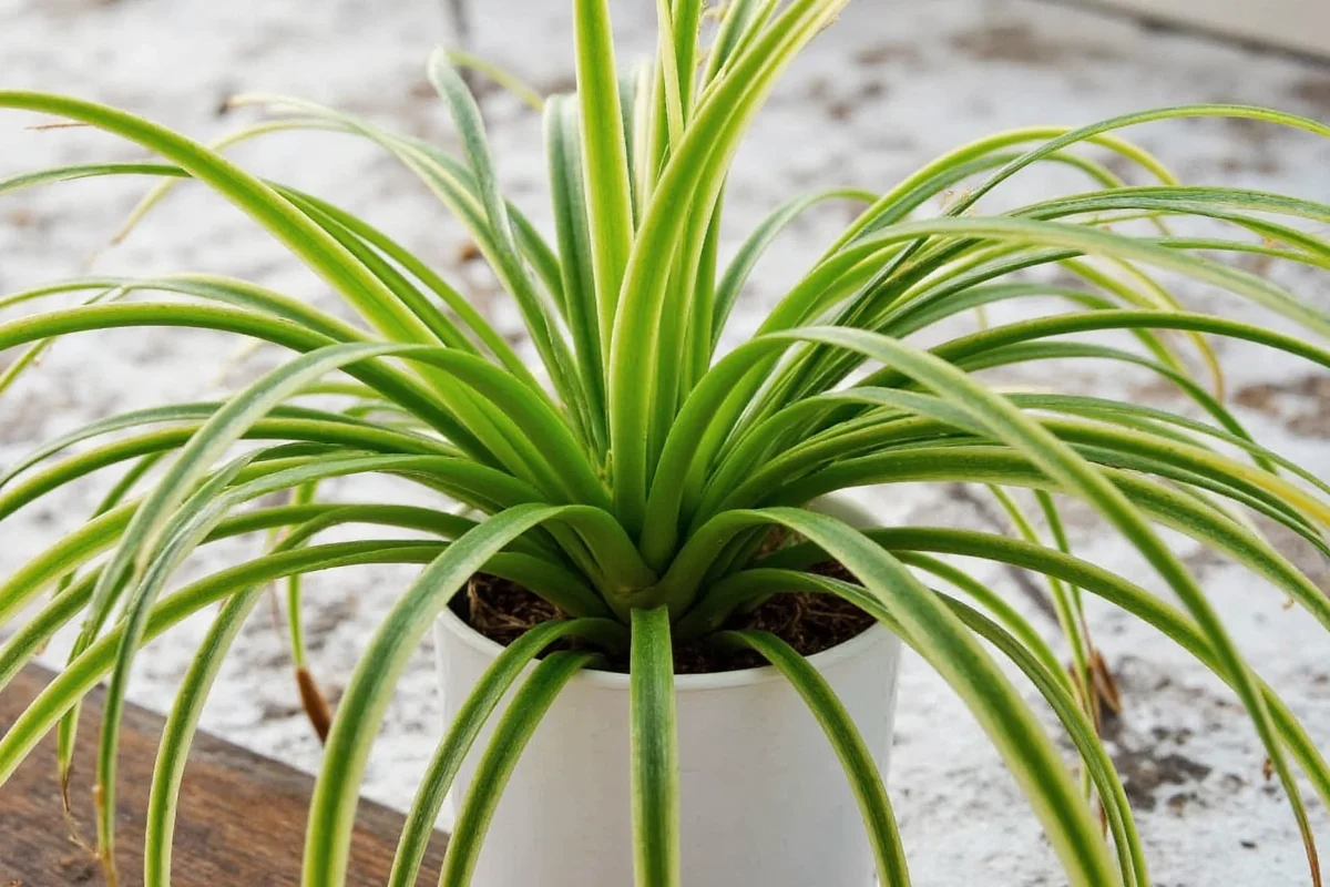 can a spider plant live outside