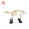 Advanced PVC Material Animal Big Dog Skeleton Model