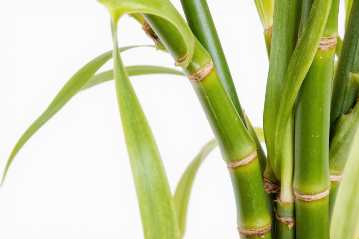 Why Is My Lucky Bamboo Turning Yellow? Causes & Fixes