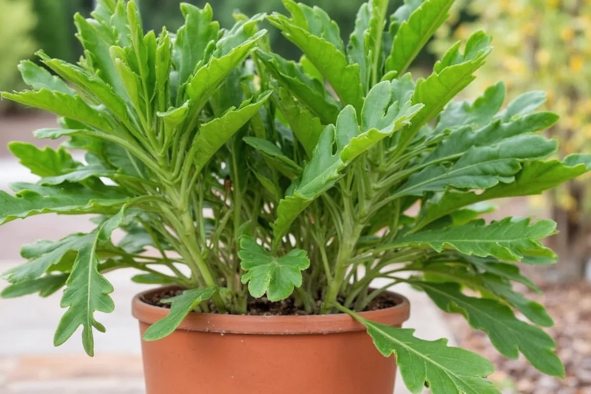 do jade plants like to be root bound