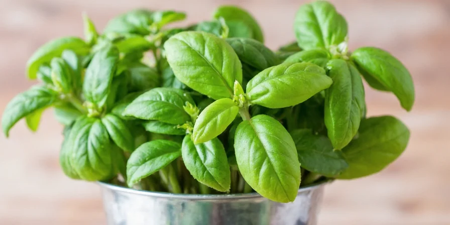 How to grow basil at home