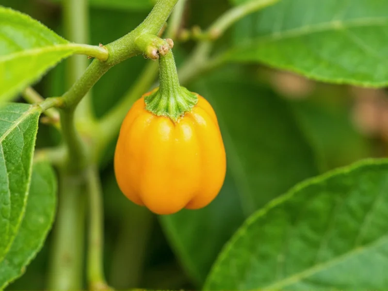 Is Pepper Fruit? Botanical Classification Explained