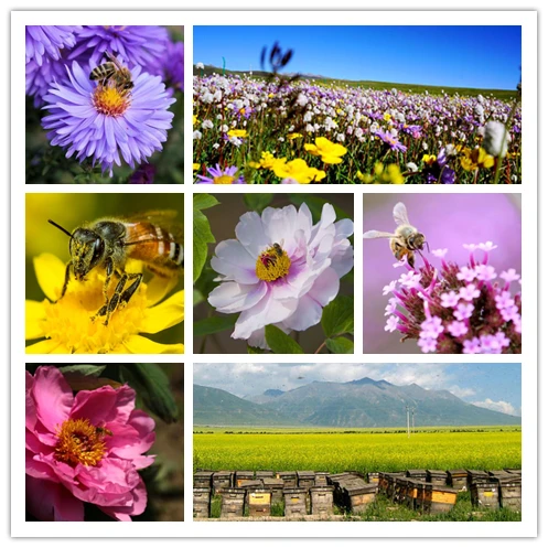 Pure Rape Flower Pollen Powder Multi Wildflower Bee Pollen Granules 6