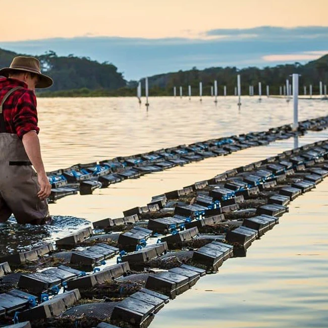 
Aquaculture oyster growing out mesh bag 