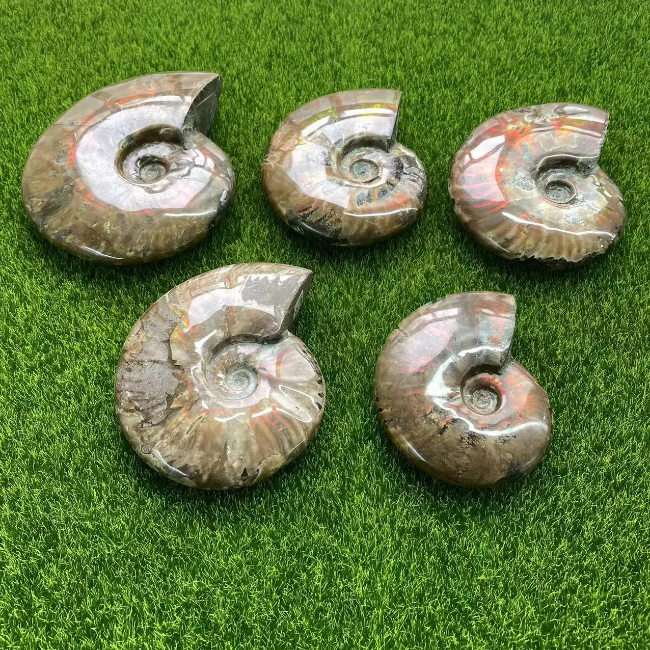 

Wholesale Natural Ammonites Fossils Prehistoric Fossil Specimens Crystal Ammonite Fossils For Collection