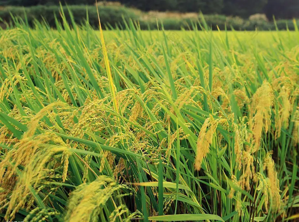 Shop NEW DAP High Quality Diammonium Hydrogen Phosphate DAP 18-46-0 Produced in Vietnam Good price Agticultural Fertilizer-Detailed Image 1