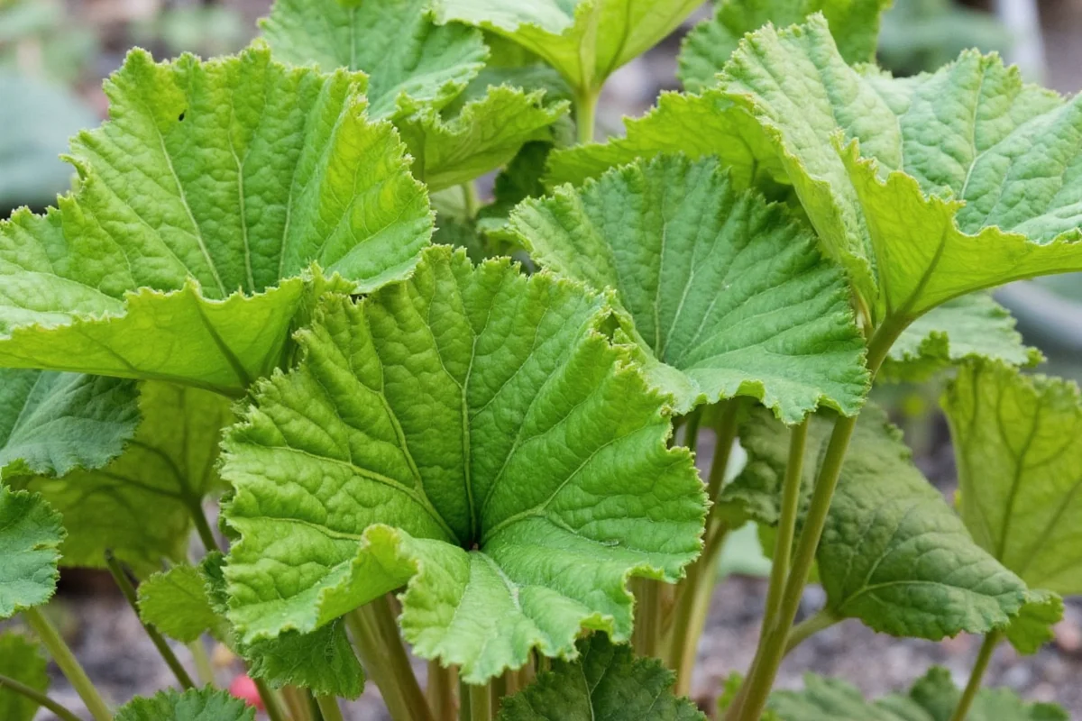 how to care for a rhubarb plant