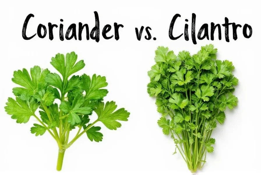 Coriander vs Cilantro: Same Plant Explained