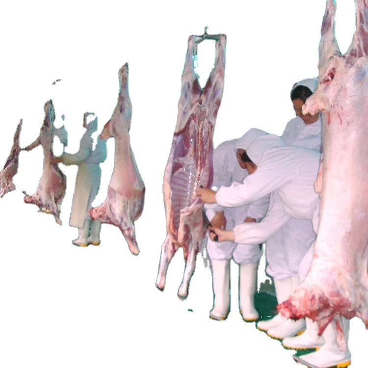 In Goat Slaughterhouse Halal And Animal Welfare With Type V Conveyor