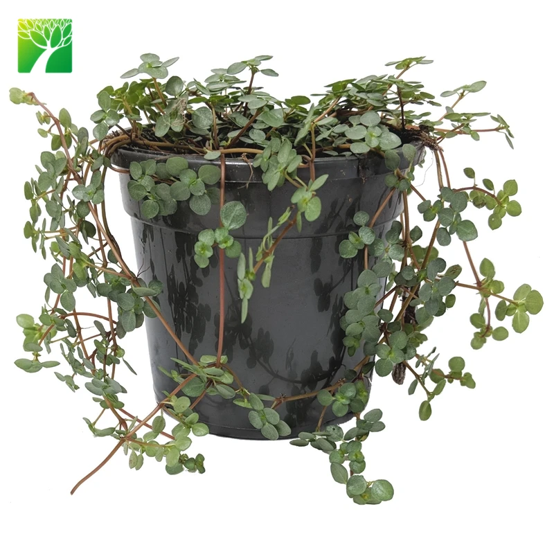 
New arriving indoor PILEA LIBANENSIS Silver Sprinkles live succulent 