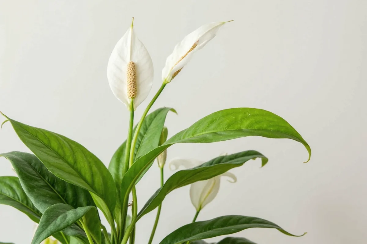 What Is a Peace Lily Plant? Care, Benefits & Facts