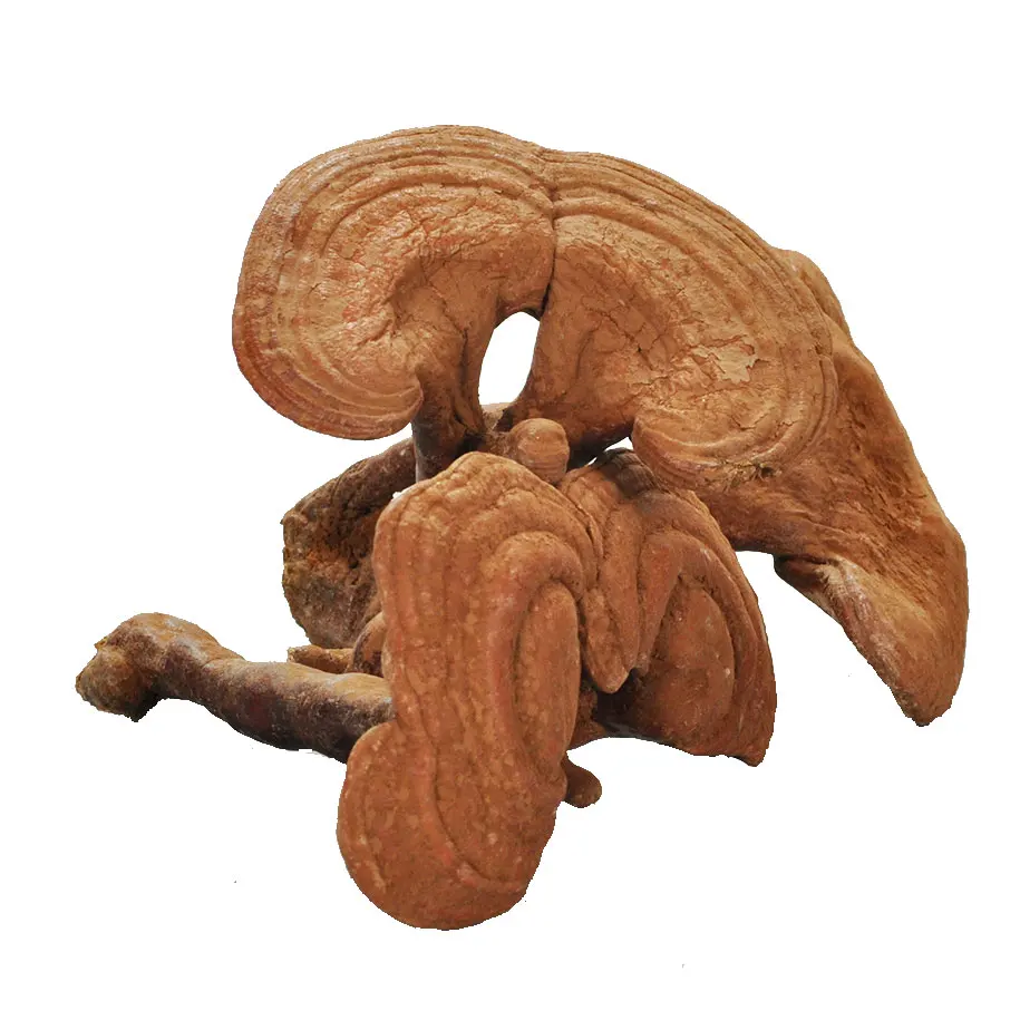 
China Changbai ganoderma lucidum/reishi/lingzhi ganoderma lucidum 