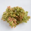 Natural preserved flower fresh preserved dried hydrangea on sale