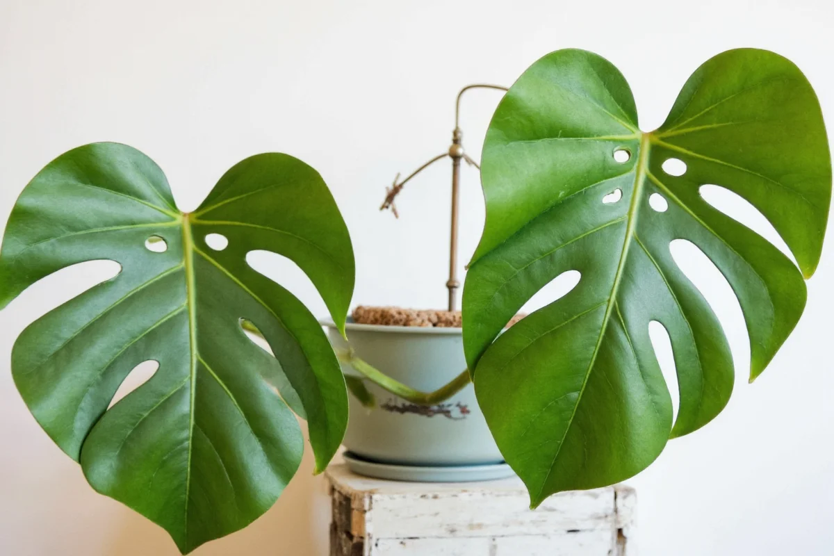 how to care for a monstera plant indoors