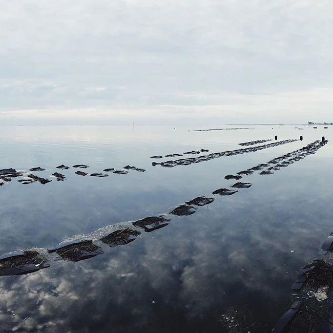 
oyster bags as oyster trap,HDPE Oyster mesh,oyster growing bag 