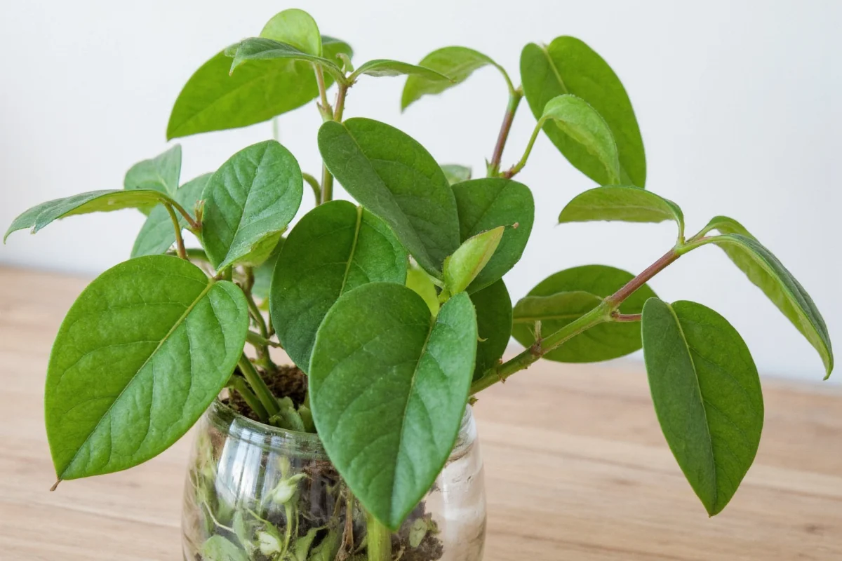 are tulips toxic to dogs