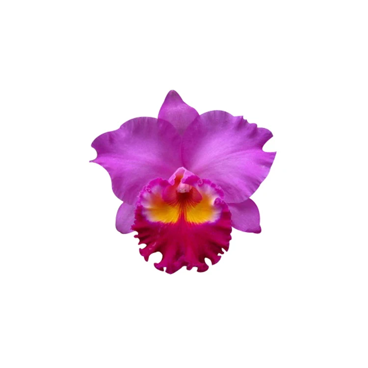 
plant orchid live from taiwan for wholesale buyer 