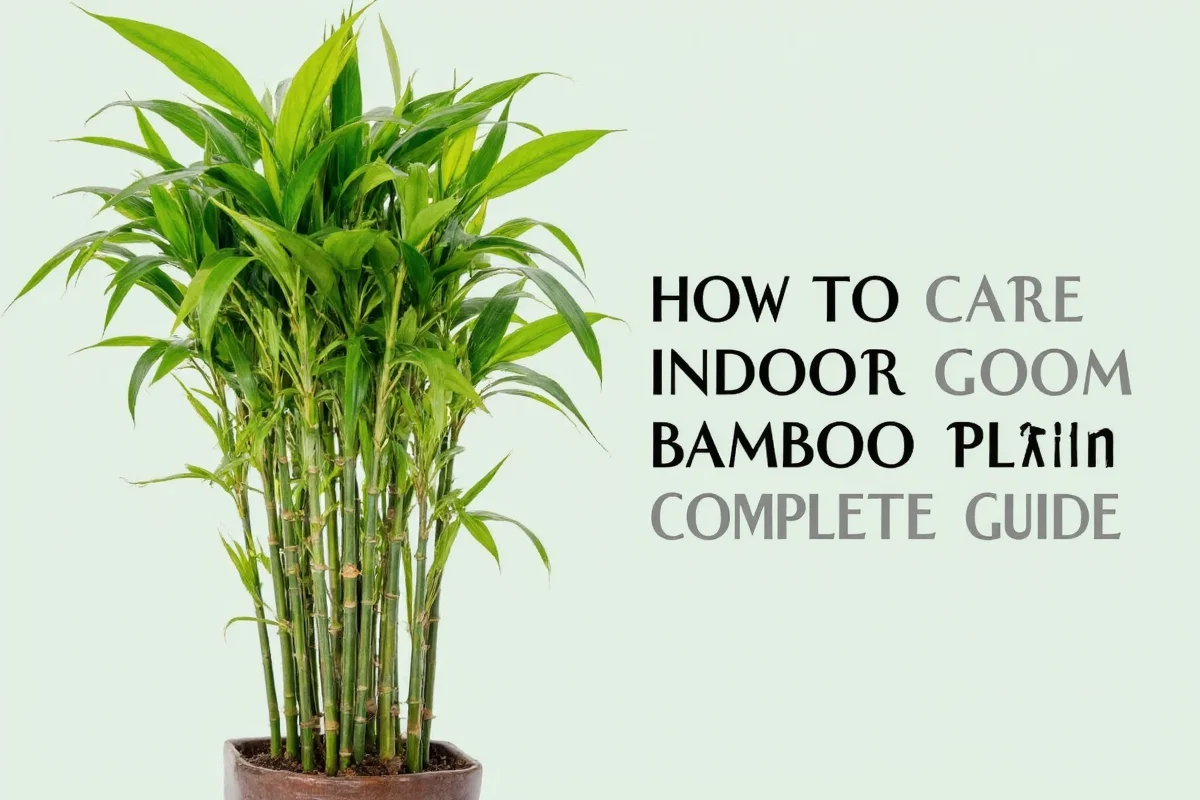 how to take care bamboo indoor plant