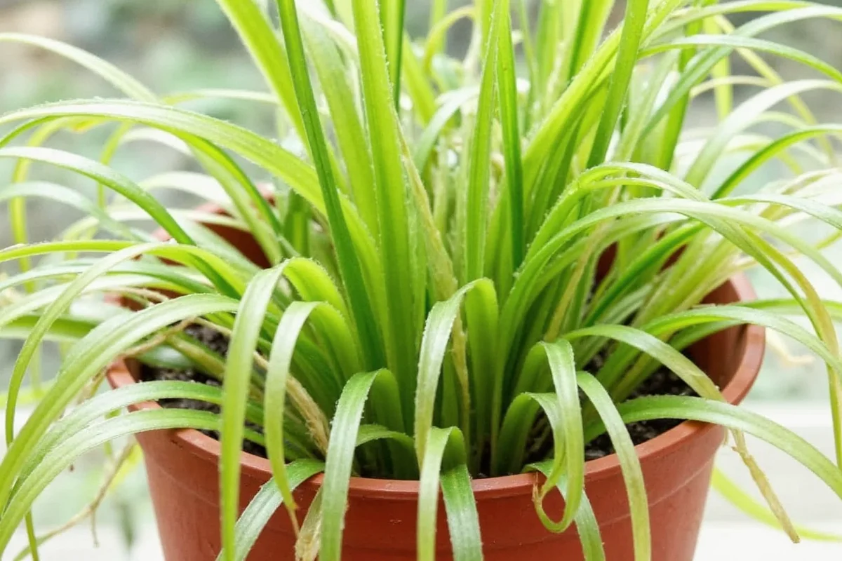 how to water a spider plant
