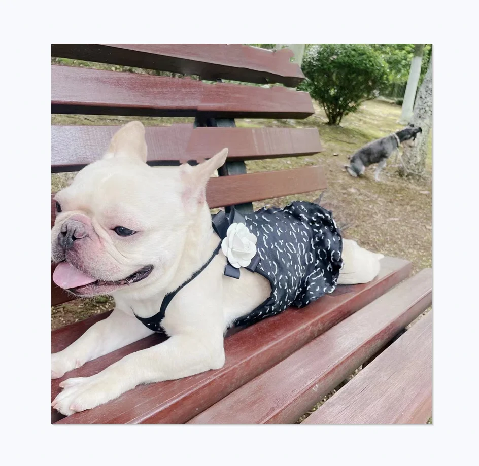 

New Design Colorful Stitching Fashion Trend Style Luxury CC Dog Dress Brand