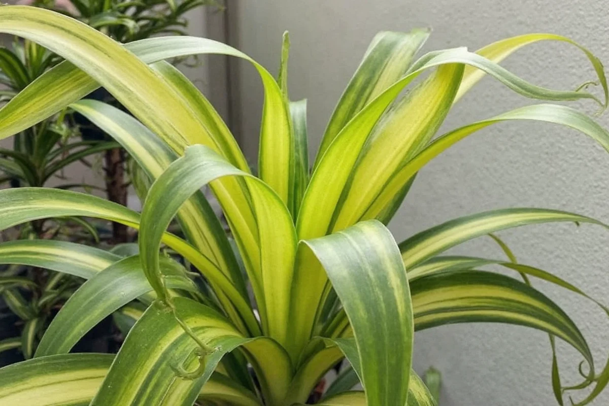 is a snake plant toxic to cats