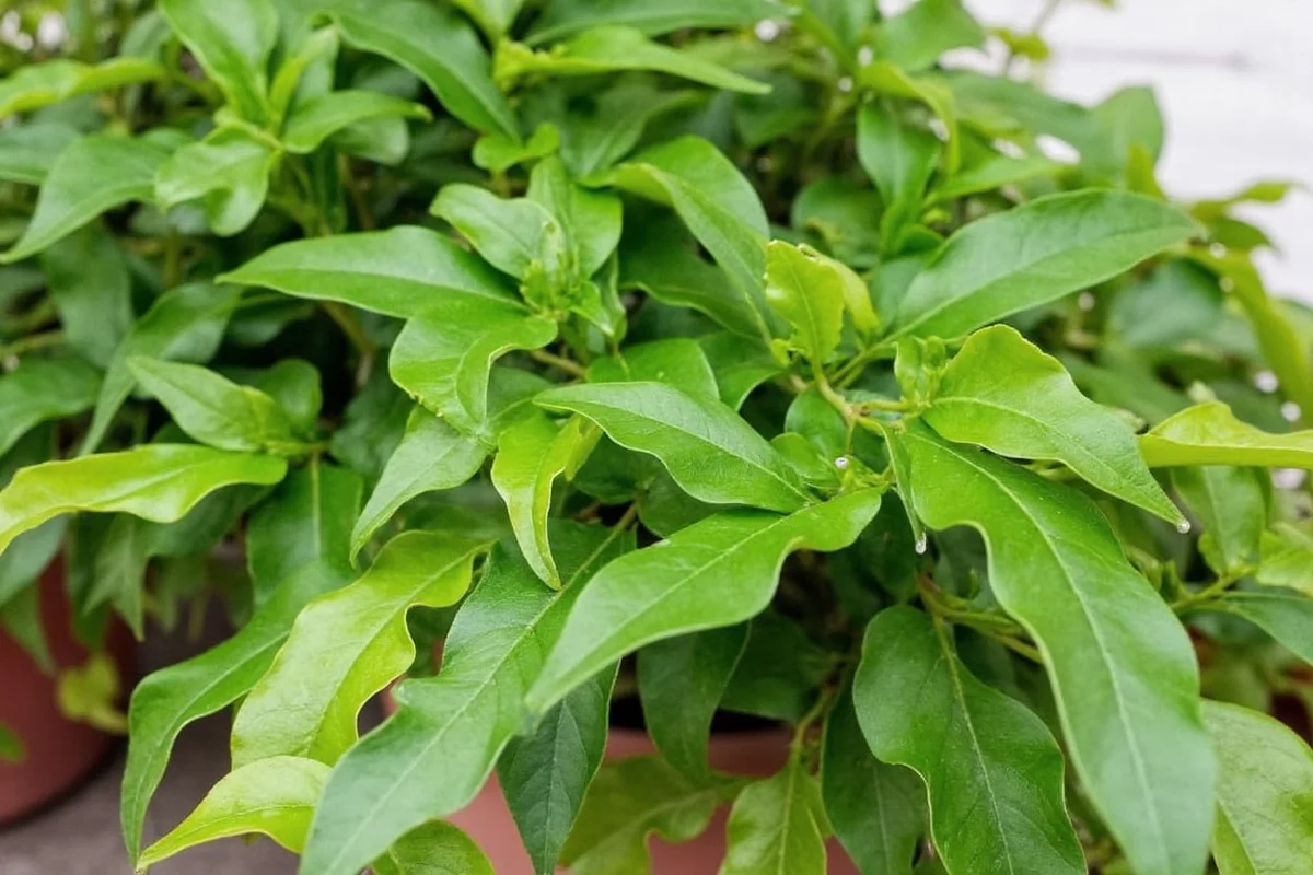 how to care for ivy plants