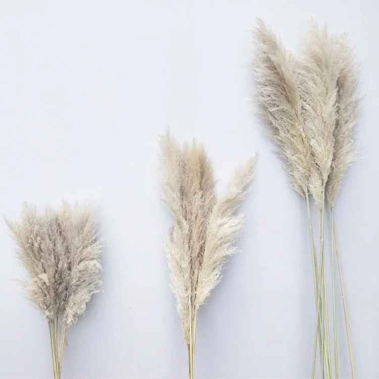 

High Quality 120cm Fluffy Pampas Grass Natural Dried Decorative Flower Feather Reed Grass for Wedding Decorations