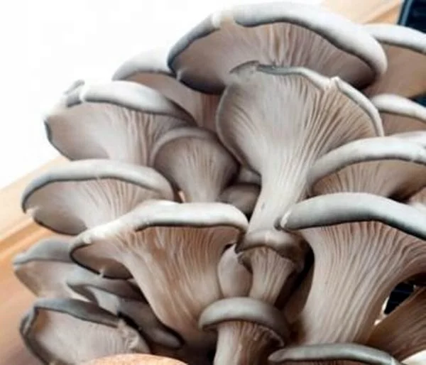 
Wholesale Fresh Grey Oyster Mushroom Spawn 