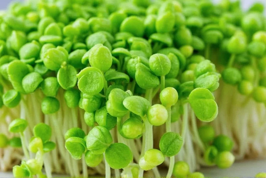 Close-up of freshly harvested clover sprouts showing delicate green leaves and white stems