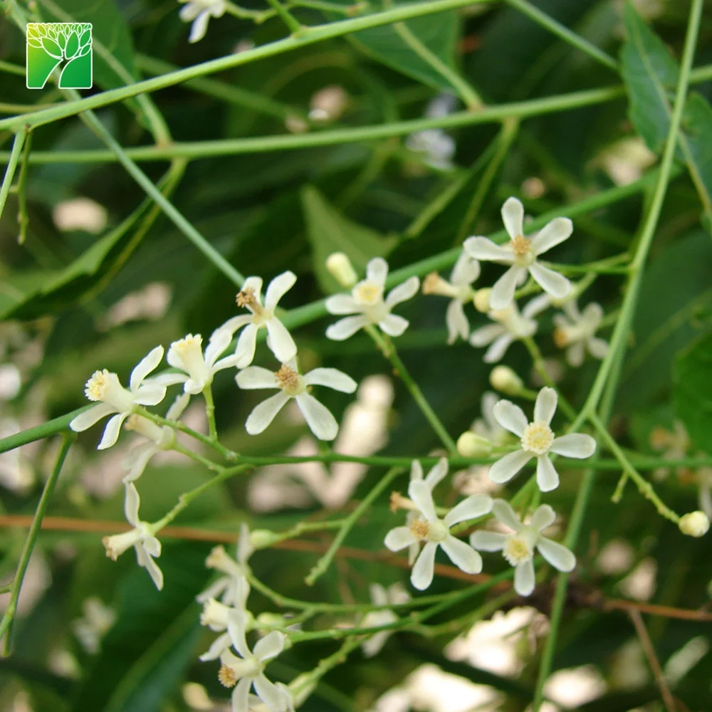 
Cheap wholesale 12-14inch height garden arbor plant Azadirachta indica Neem 