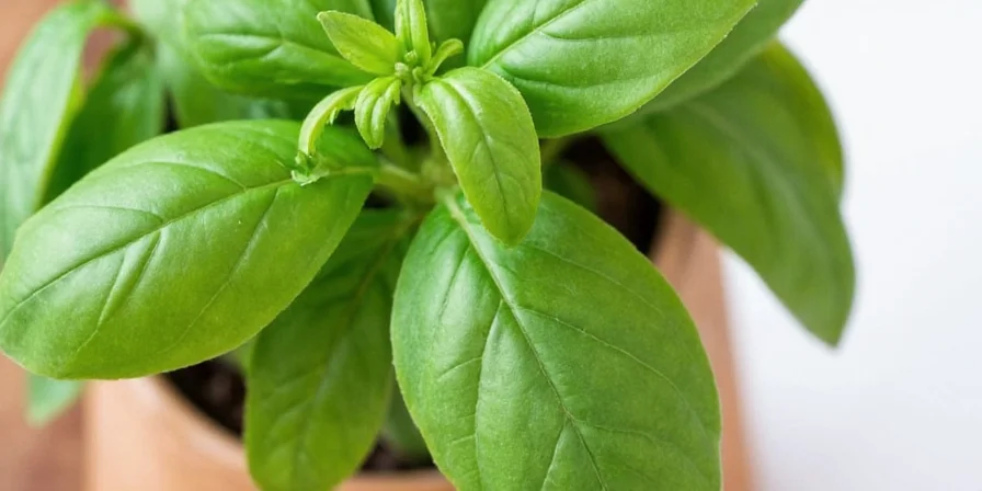 7 Basil Organic Hacks That Will Make Your Kitchen Smell Like Heaven (and Taste Like Italy)