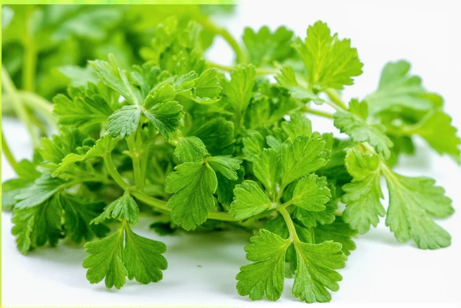 Fresh coriander plants growing in a garden