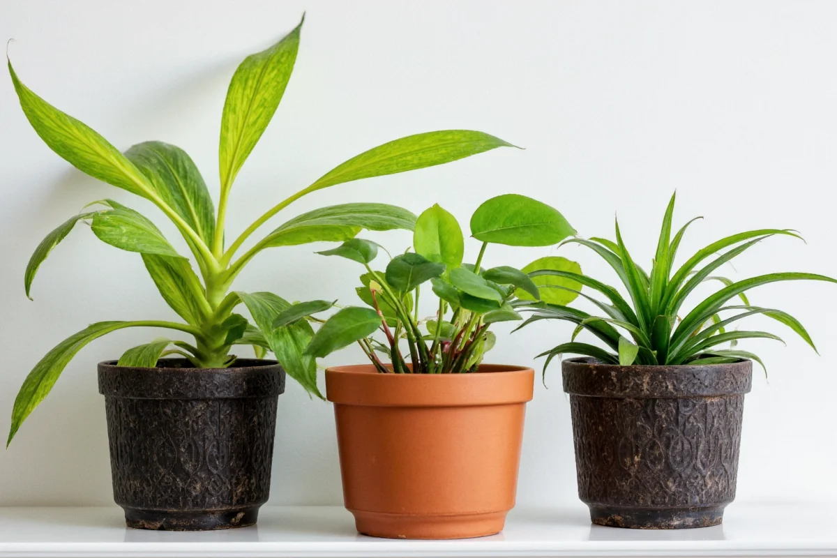 how to water air plants