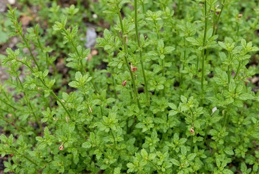 Mexican oregano plant in a garden