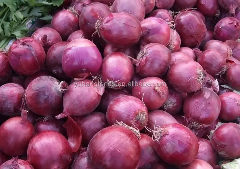 onion 2.jpg