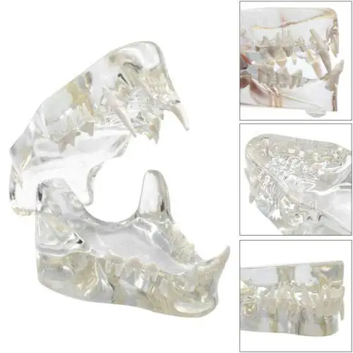 Gelsonlab Hsdt-r1 Transparent Felidae Resin Feline Teeth Model,Cat ...