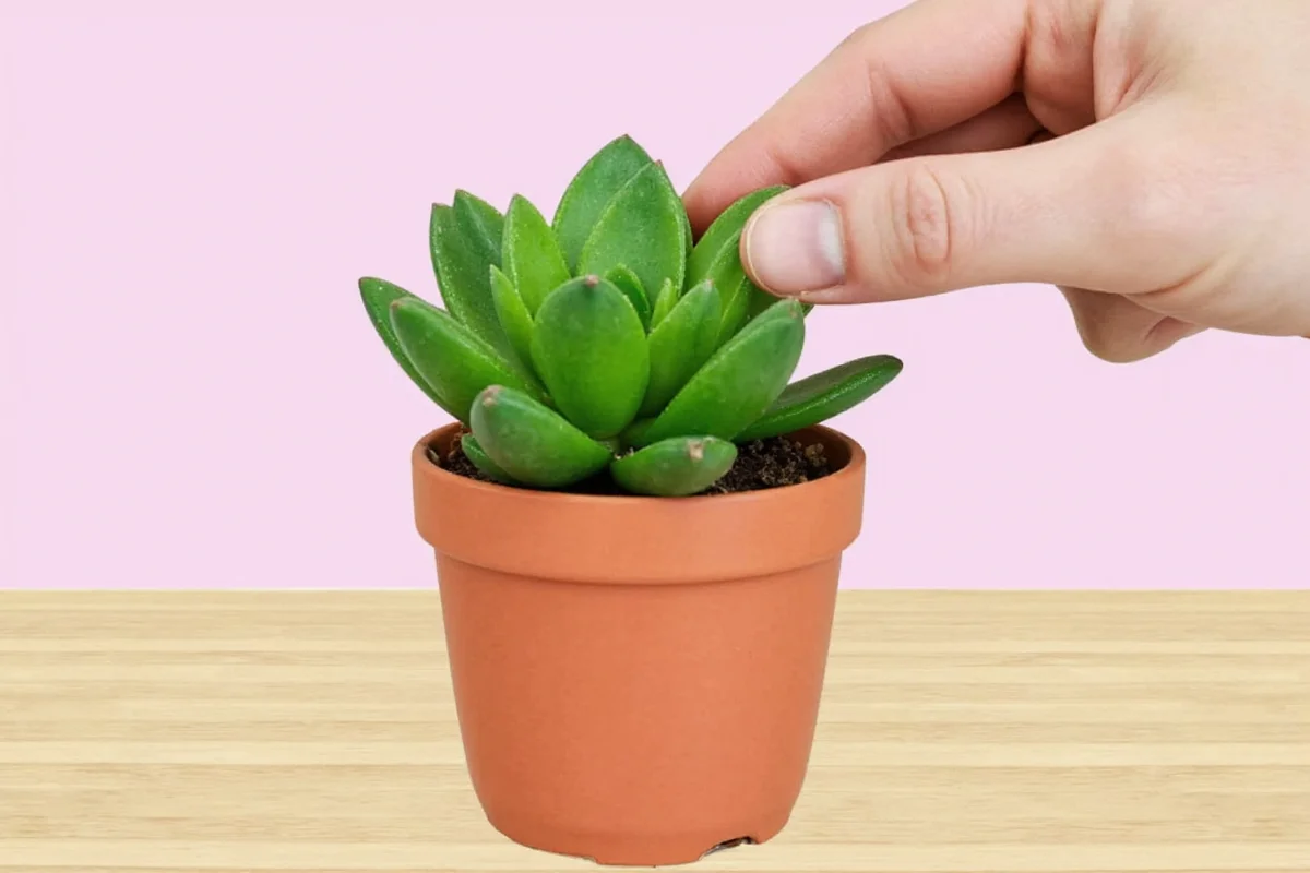 how to repot a succulent plant