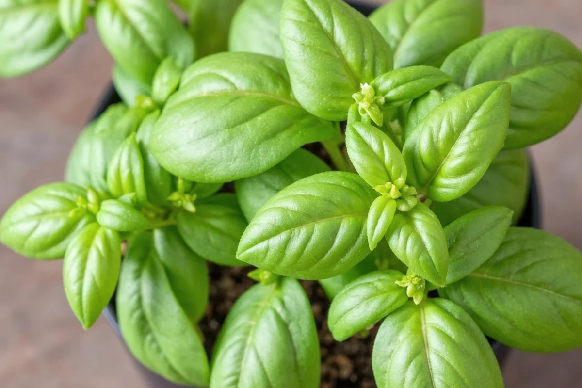 how to take care of basil plant indoors