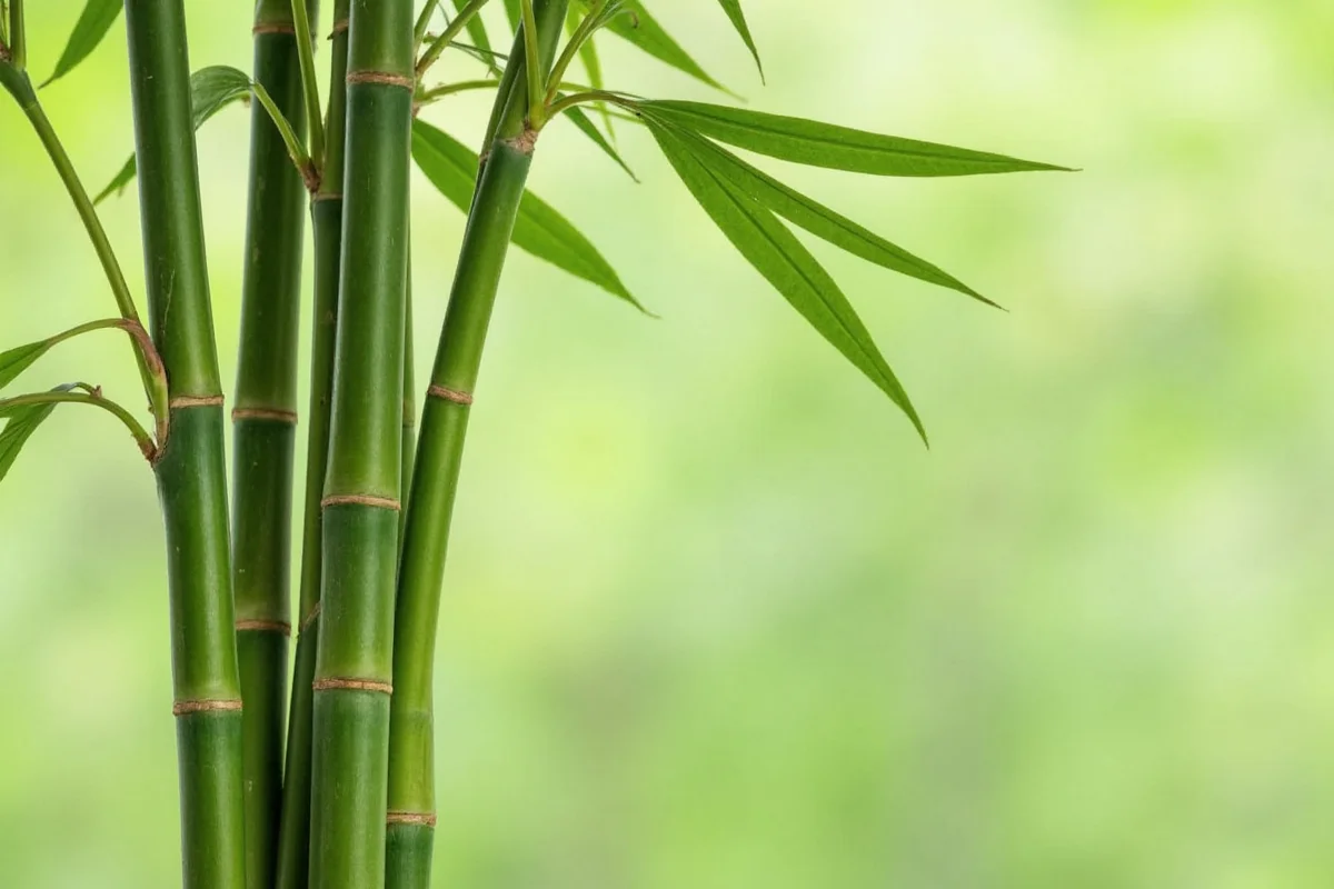 how long do bamboo plants live