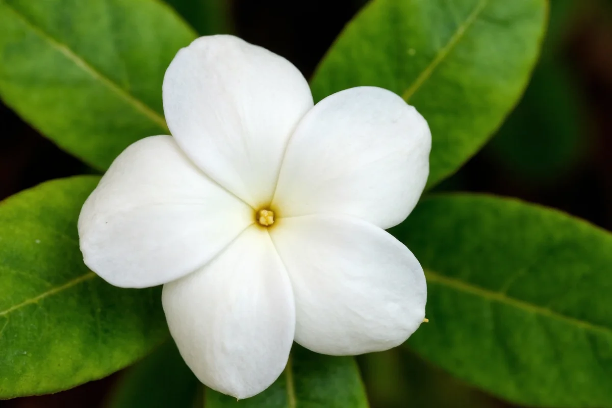 how to care for a gardenia plant