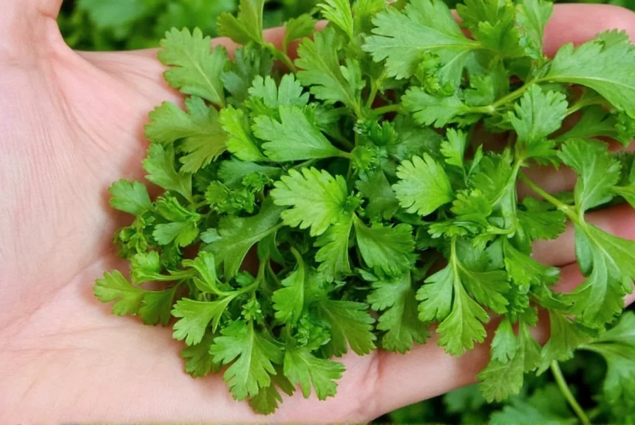 Herb Butter