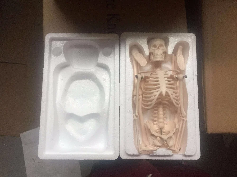 Medical Pvc Simulation 85cm Small Anatomical Skeleton Model
