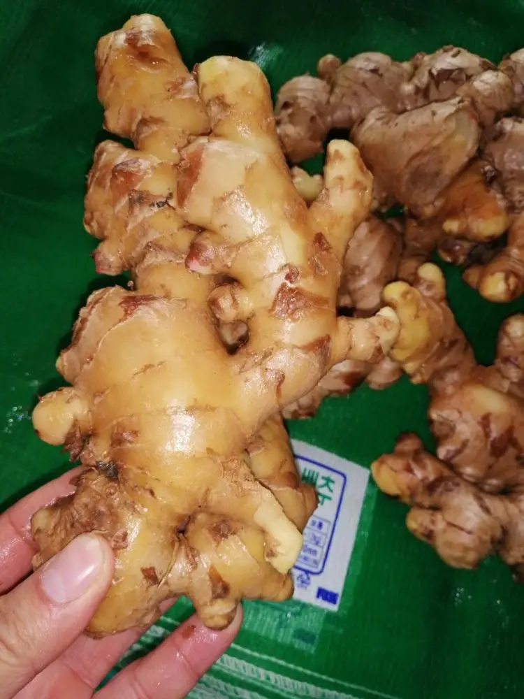 
Vietnam Fresh Ginger new crop +84984418844 whatsapp 
