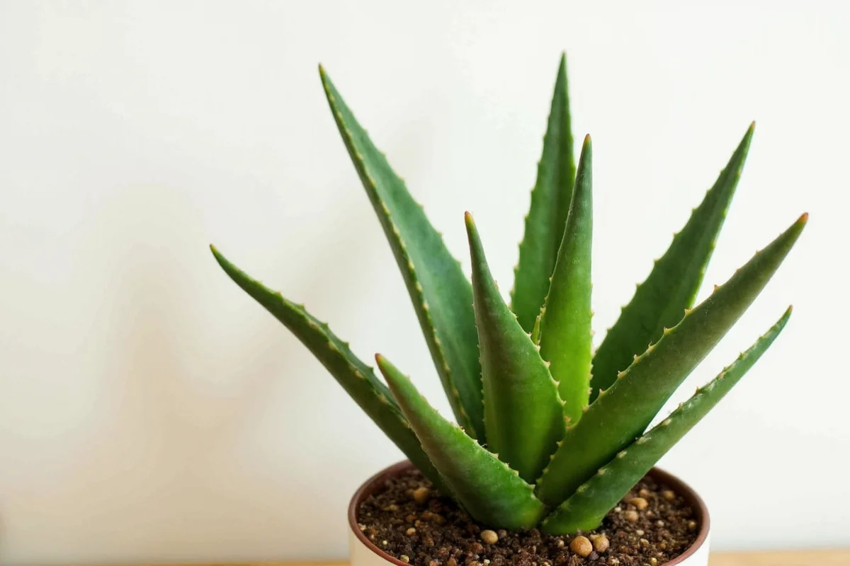 how to take care of an aloe plant indoors