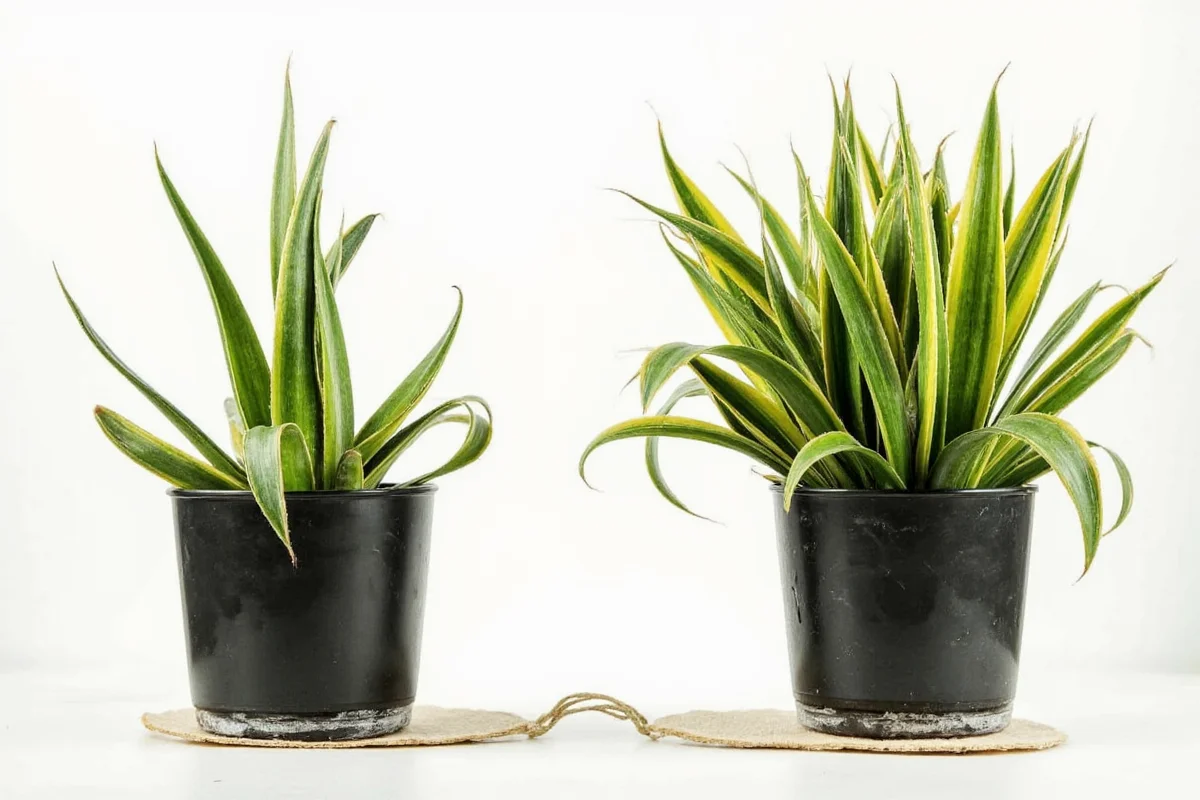 how to make snake plant grow faster