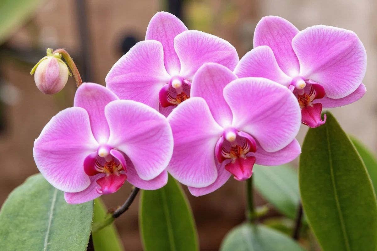 how to rebloom an orchid plant